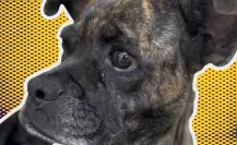 VIDEO| Abandonan a perrita y sus cachorros en caja de cartón frente a Protección Animal en Escobedo