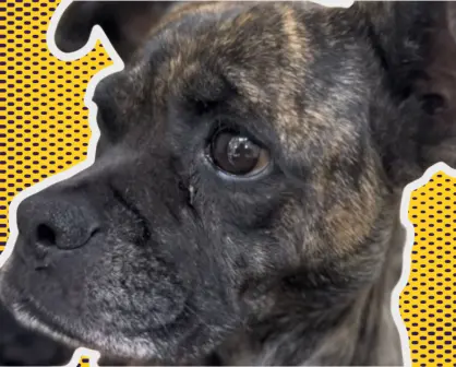 VIDEO| Abandonan a perrita y sus cachorros en caja de cartón frente a Protección Animal en Escobedo