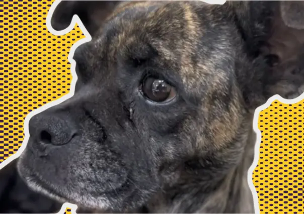 VIDEO| Abandonan a perrita y sus cachorros en caja de cartón frente a Protección Animal en Escobedo