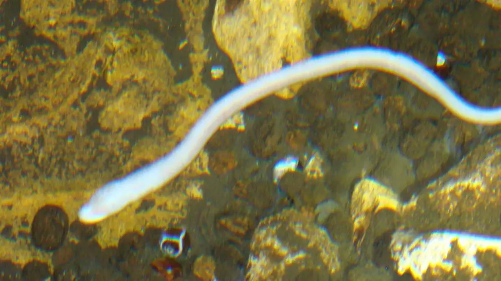Captan a anguila ciega yucateca en peligro sobreviviendo en cenotes contaminados