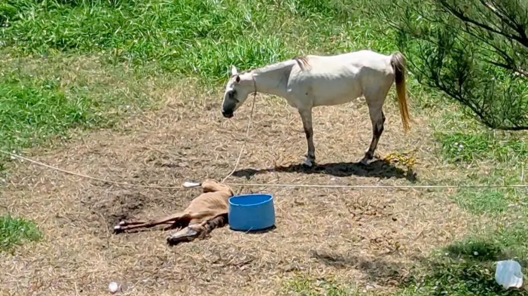 Hallan caballos en condiciones de maltrato en Playa Miramar en Ciudad Madero