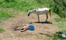 Hallan caballos en condiciones de maltrato en Playa Miramar en Ciudad Madero Hallan caballos en condiciones de maltrato en Playa Miramar en Ciudad Madero