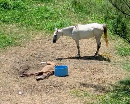 Hallan caballos en condiciones de maltrato en Playa Miramar en Ciudad Madero