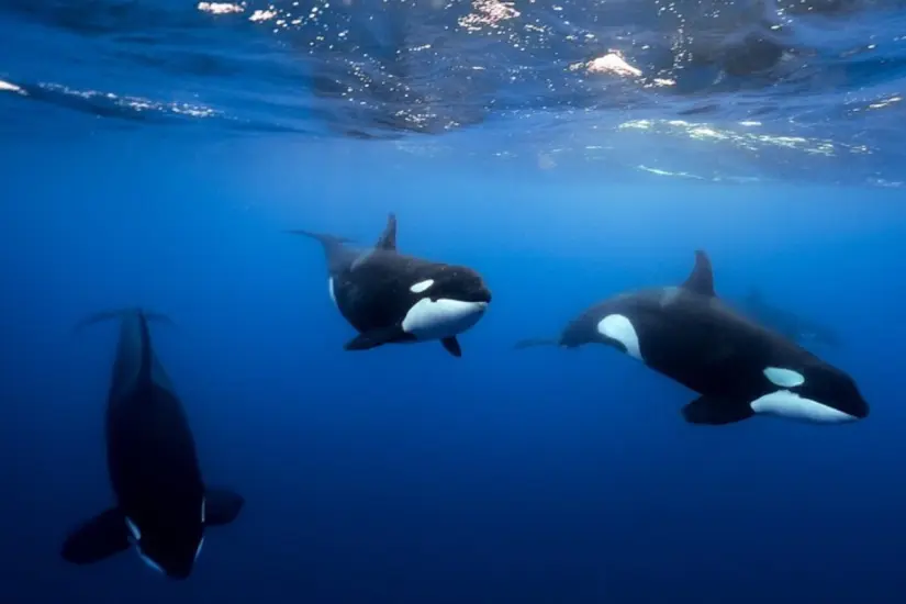 Foto: Tripadvisor.com