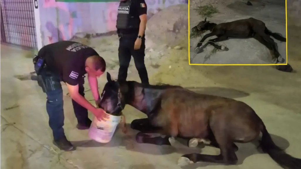 Torreón: Policía Municipal rescata a caballo abandonado con signos de maltrato
