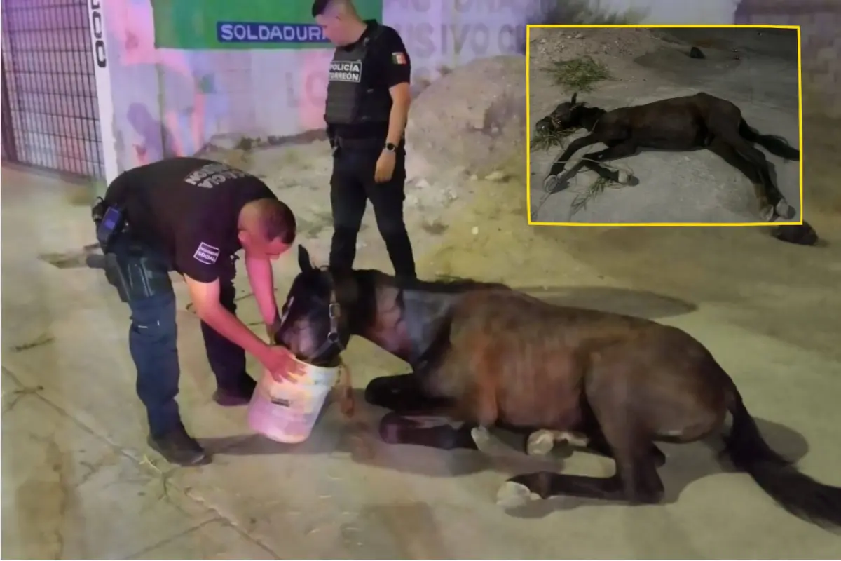 La Dirección de Seguridad Pública de Torreón hizo un llamado a la población para continuar denunciando cualquier caso de abandono o violencia contra animales./ Foto: FB Lupita Flores - MASCOTAS TORREON / Dirección de Seguridad Pública Municipal - Policía Torreón