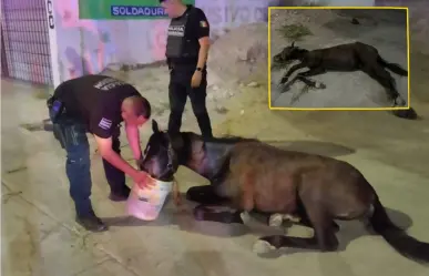 Torreón: Policía Municipal rescata a caballo abandonado con signos de maltrato