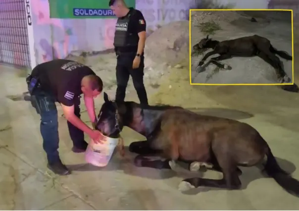 Torreón: Policía Municipal rescata a caballo abandonado con signos de maltrato