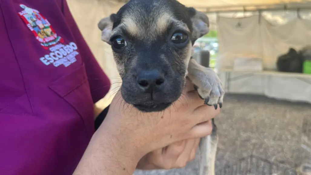 Este es el estado de salud de perros abandonados en Escobedo