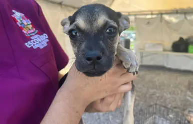 Este es el estado de salud de perros abandonados en Escobedo