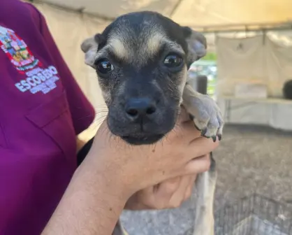 Este es el estado de salud de perros abandonados en Escobedo