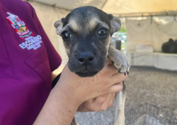 Este es el estado de salud de perros abandonados en Escobedo