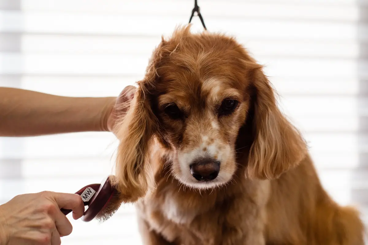 La atención a la piel de nuestras mascotas es crucial para su salud y bienestar, destacando el papel del cepillado. Foto: Canva