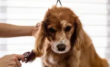 Guía paso a paso para cuidar la piel de tus mascotas y mantenerla sana