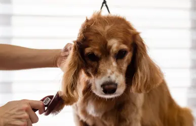 Guía paso a paso para cuidar la piel de tus mascotas y mantenerla sana