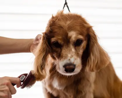 Guía paso a paso para cuidar la piel de tus mascotas y mantenerla sana