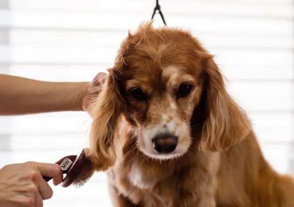 Guía paso a paso para cuidar la piel de tus mascotas y mantenerla sana
