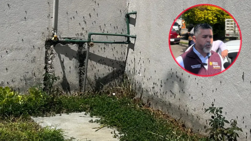 Plaga de chapulín en Durango: ¿Cuál es la situación actual, según las autoridades?
