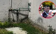Plaga de chapulín en Durango: ¿Cuál es la situación actual, según las autoridades?