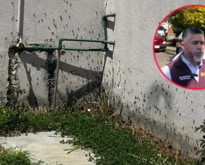 Plaga de chapulín en Durango: ¿Cuál es la situación actual, según las autoridades?