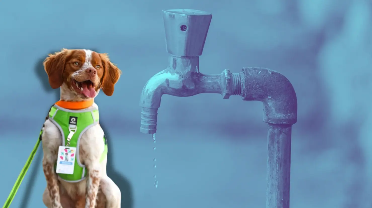 Manchas es un perrito que busca fugas en Saltillo. (Fotografía: Agsal | Canva)
