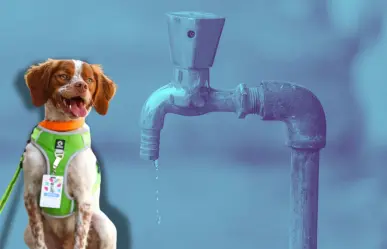 ¿Saltillo tendrá otro perro buscador de fugas como Manchas? Esto dijo Agsal
