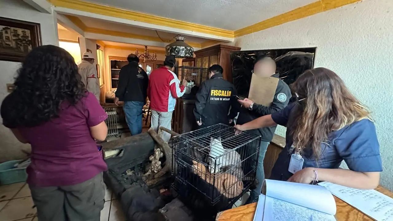 Rescatan 32 perros en condiciones de abandono en Cuautitlán Izcalli y detienen a un hombre en Edomex. Foto: PROPAEM / @MrElDiablo8