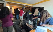 Rescatan 32 perros en condiciones de abandono en Cuautitlán Izcalli y detienen a un hombre en Edomex