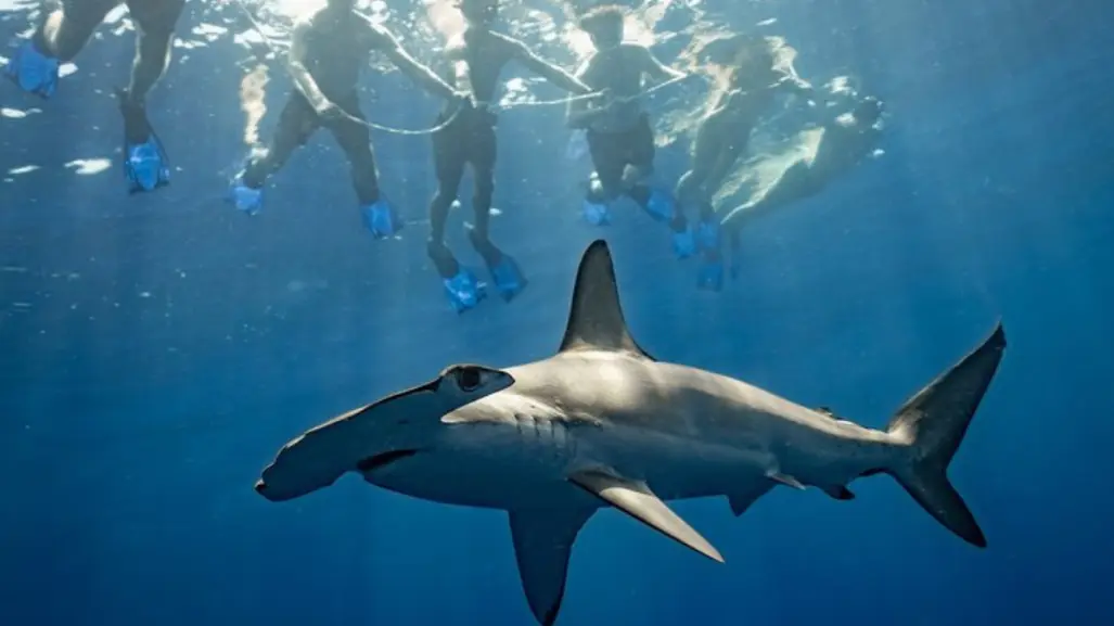 Safari marino en La Ventana: explora el océano sin necesidad de ser buzo