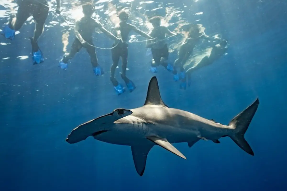 Foto: Tripadvisor.com
