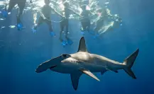 Safari marino en La Ventana: explora el océano sin necesidad de ser buzo