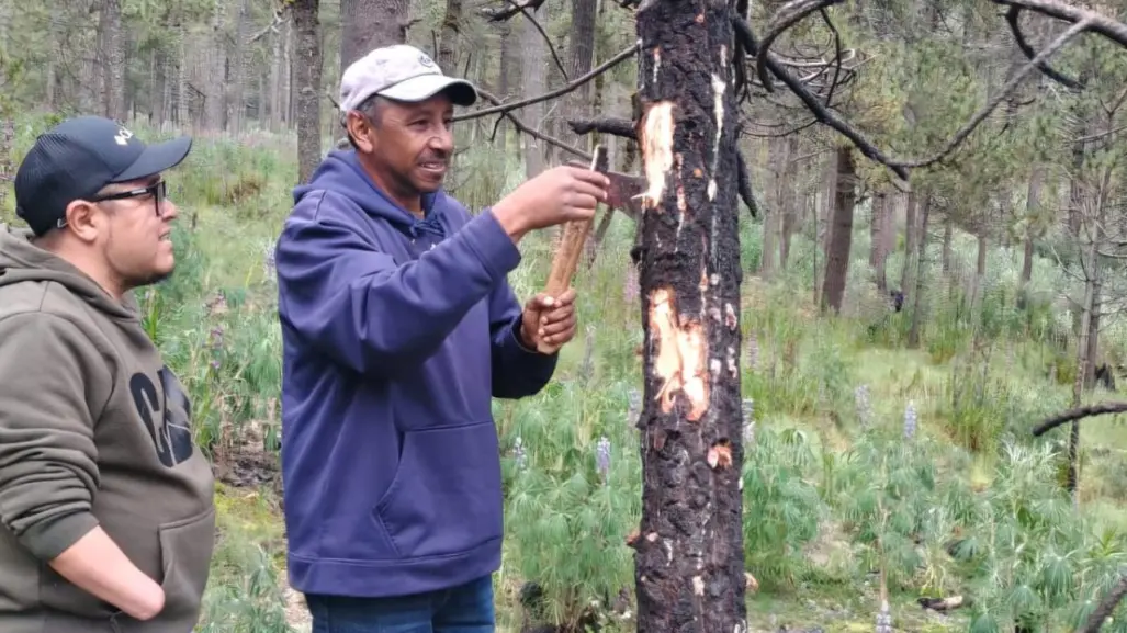 Tala de árboles en Edomex también es causada por estas plagas de insectos y plantas parásitas