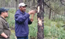 Tala de árboles en Edomex también es causada por estas plagas de insectos y plantas parásitas