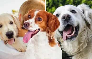 3 señales que indican que tu perro es feliz y vive una vida plena