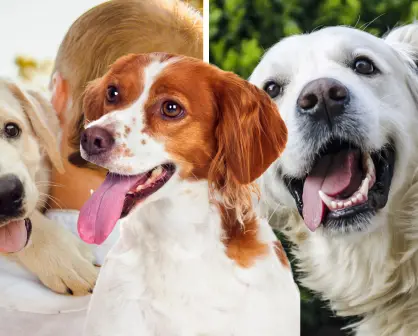 3 señales que indican que tu perro es feliz y vive una vida plena