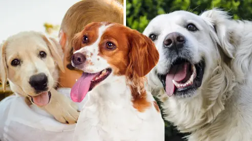 3 señales que indican que tu perro es feliz y vive una vida plena