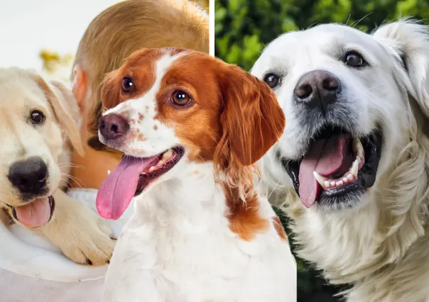 3 señales que indican que tu perro es feliz y vive una vida plena