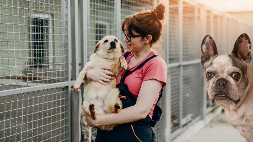 7 lugares donde puedes adoptar perros en Mérida