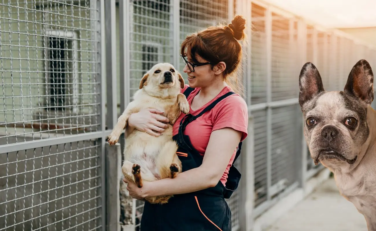 ¿Cuáles son los principales refugios para adoptar perros en Mérida? Foto: Canva