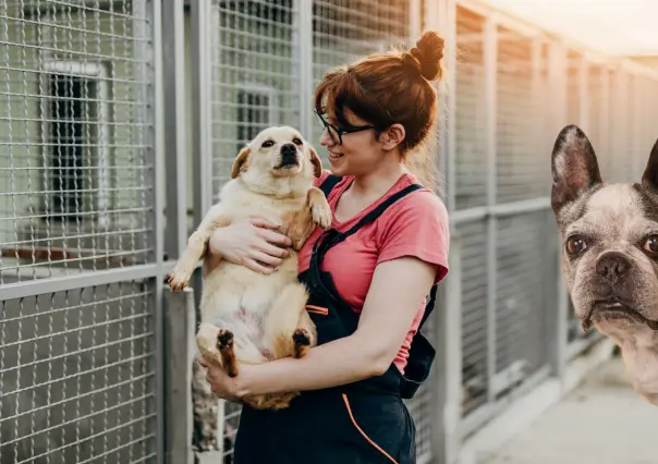 7 lugares donde puedes adoptar perros en Mérida