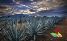 ¿Cómo llegar de Edomex a Tequila, Jalisco? Ruta, costo de casetas y consejos clave