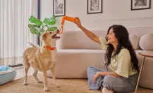 ¿Buscando un compañero de vida? Condusef te dice cuánto cuesta tener una mascota