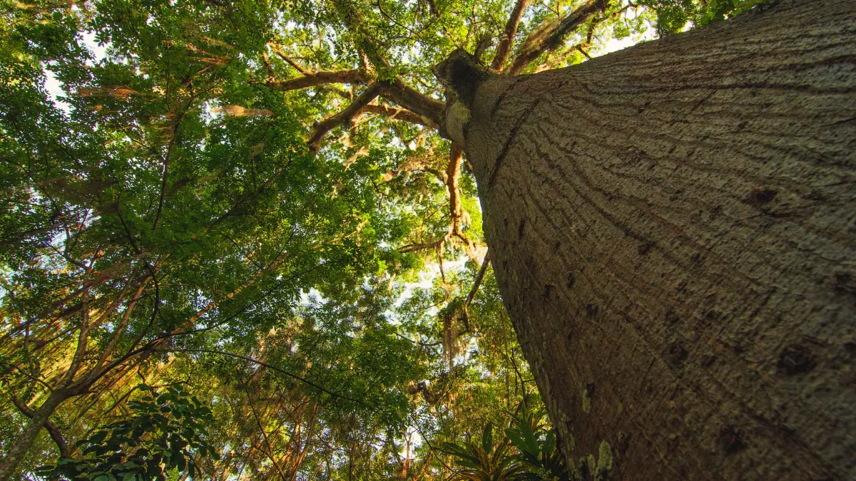 Los árboles en Yucatán tienen una carga simbólica y otros beneficios para la salud y el medio ambiente Foto: Canva/Alexis Lara