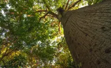 Raíces y leyendas de Yucatán: la ceiba y otros árboles sagrados para los mayas