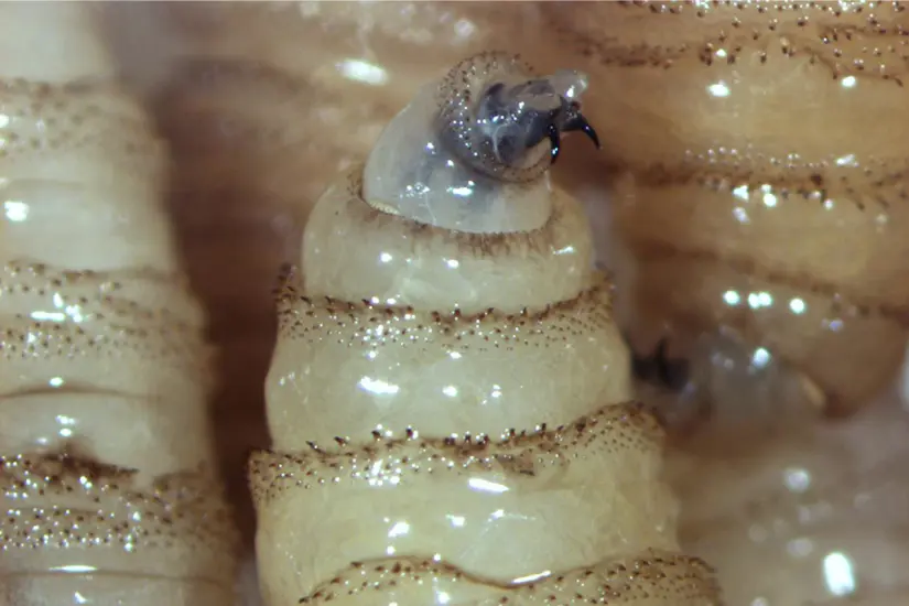 El gusano barrenador se alimenta de tejido vivo, tanto de animales como de humanos. Foto: Carlos García