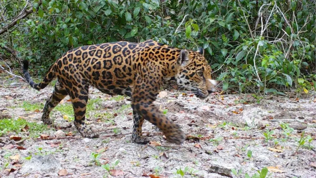 Península de Yucatán registra la mayor población de jaguares en México