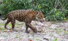 Península de Yucatán registra la mayor población de jaguares en México