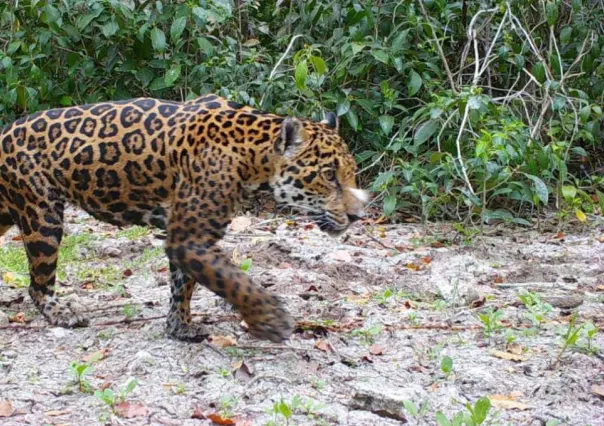 Península de Yucatán registra la mayor población de jaguares en México