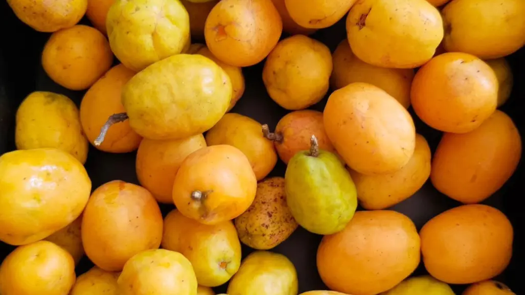 Esta fruta es considerada un manjar y es de las favoritas de los huastecos