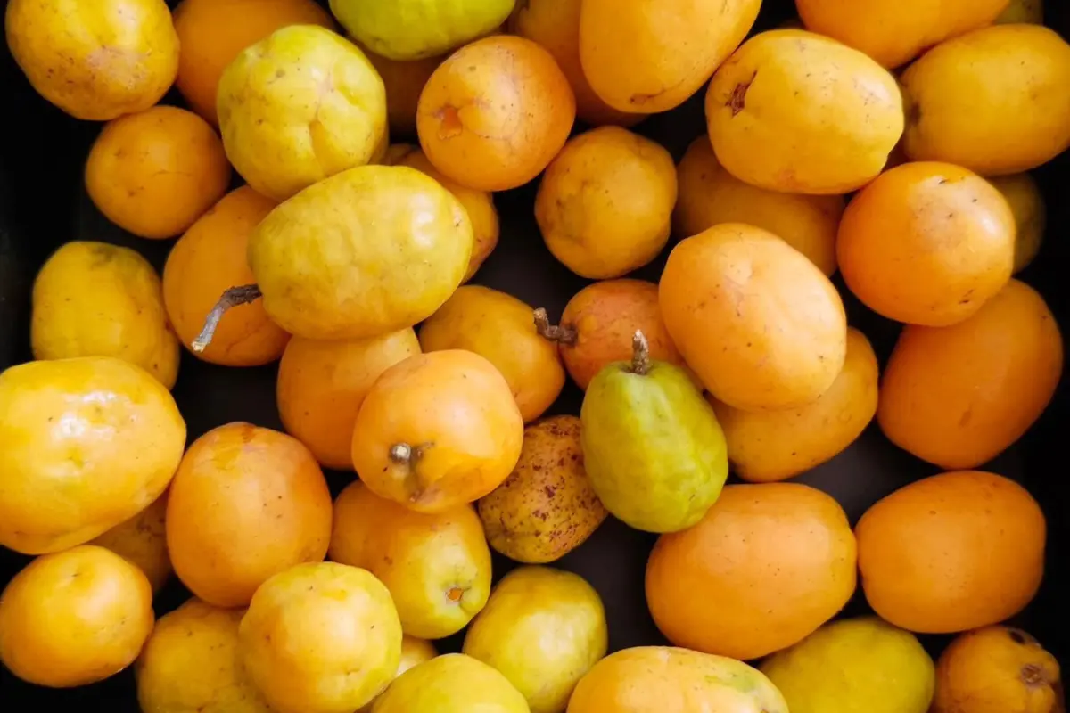 Descubre la exquisita fruta jobito y su importancia en la gastronomía del sur de Tamaulipas